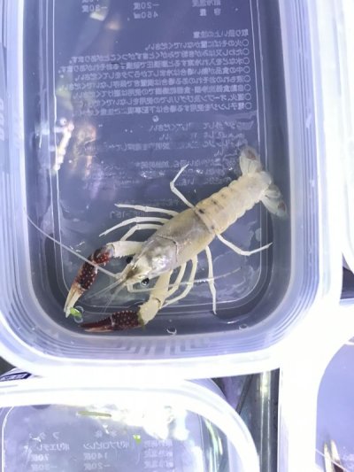 画像1: Procambarus Clarkii　♂