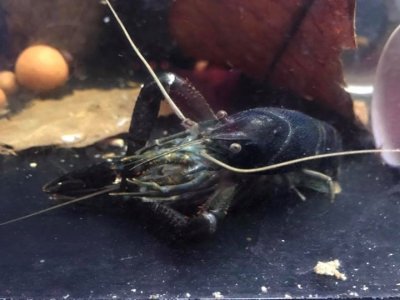 画像2: Procambarus Clarkii SP BLACK KING Baby