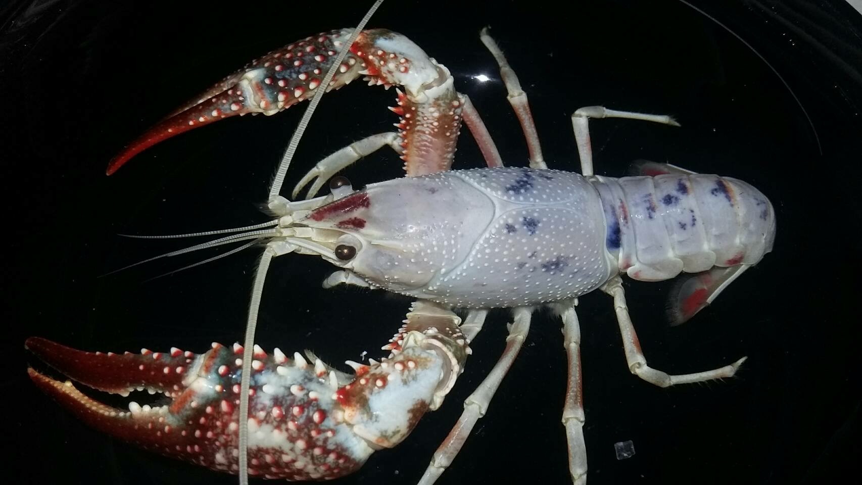 BENIBACHI CRAYFISH 